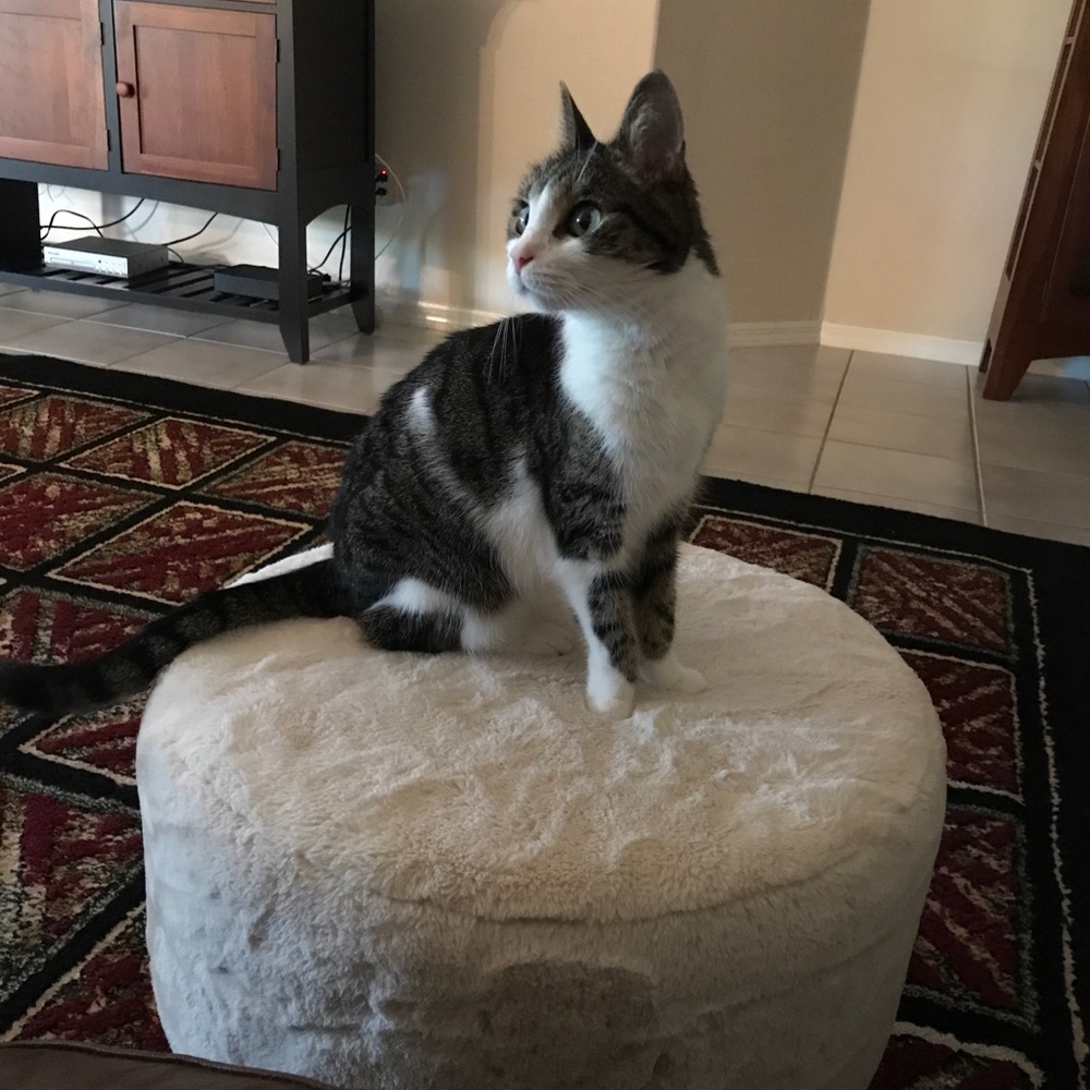 Meet your Posher, Ian